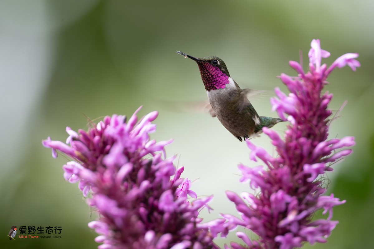 Colibrí Amatista - ML624274749