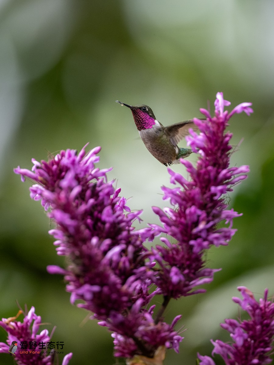 Colibrí Amatista - ML624274750