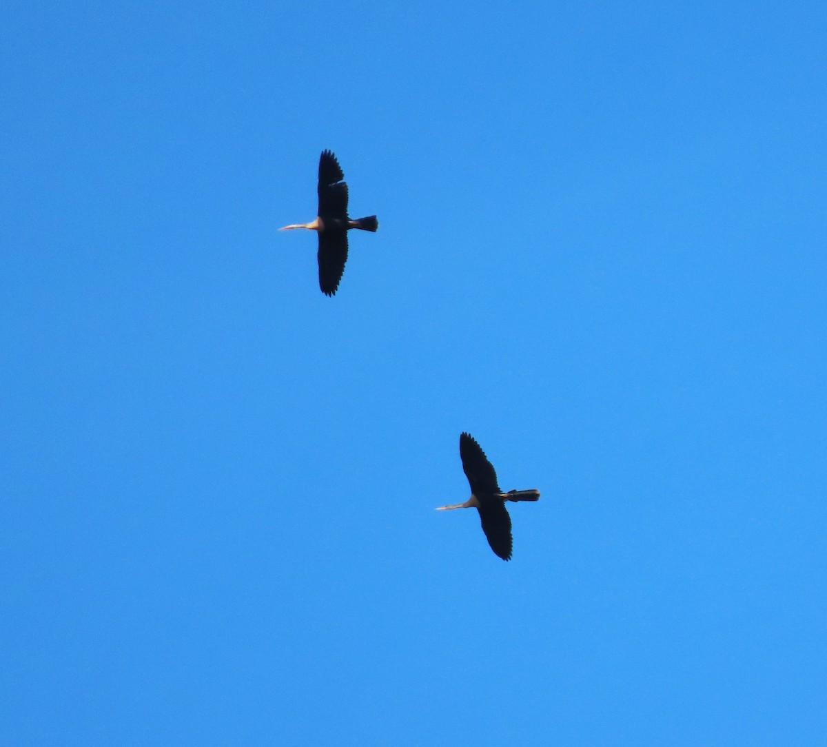 Anhinga - ML624274759
