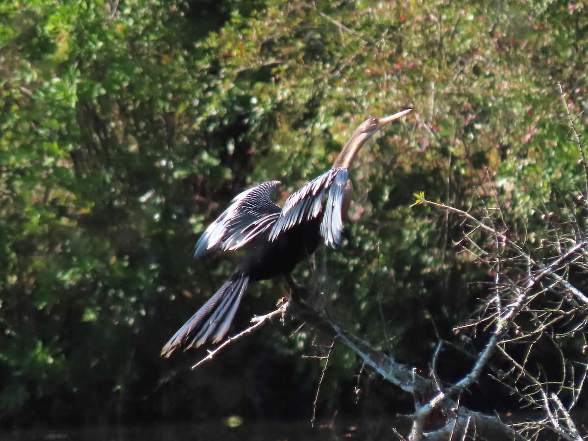 Anhinga - ML624274760