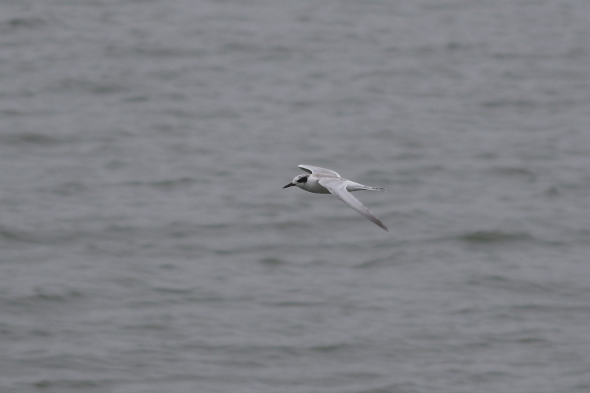 Forster's Tern - ML624274778