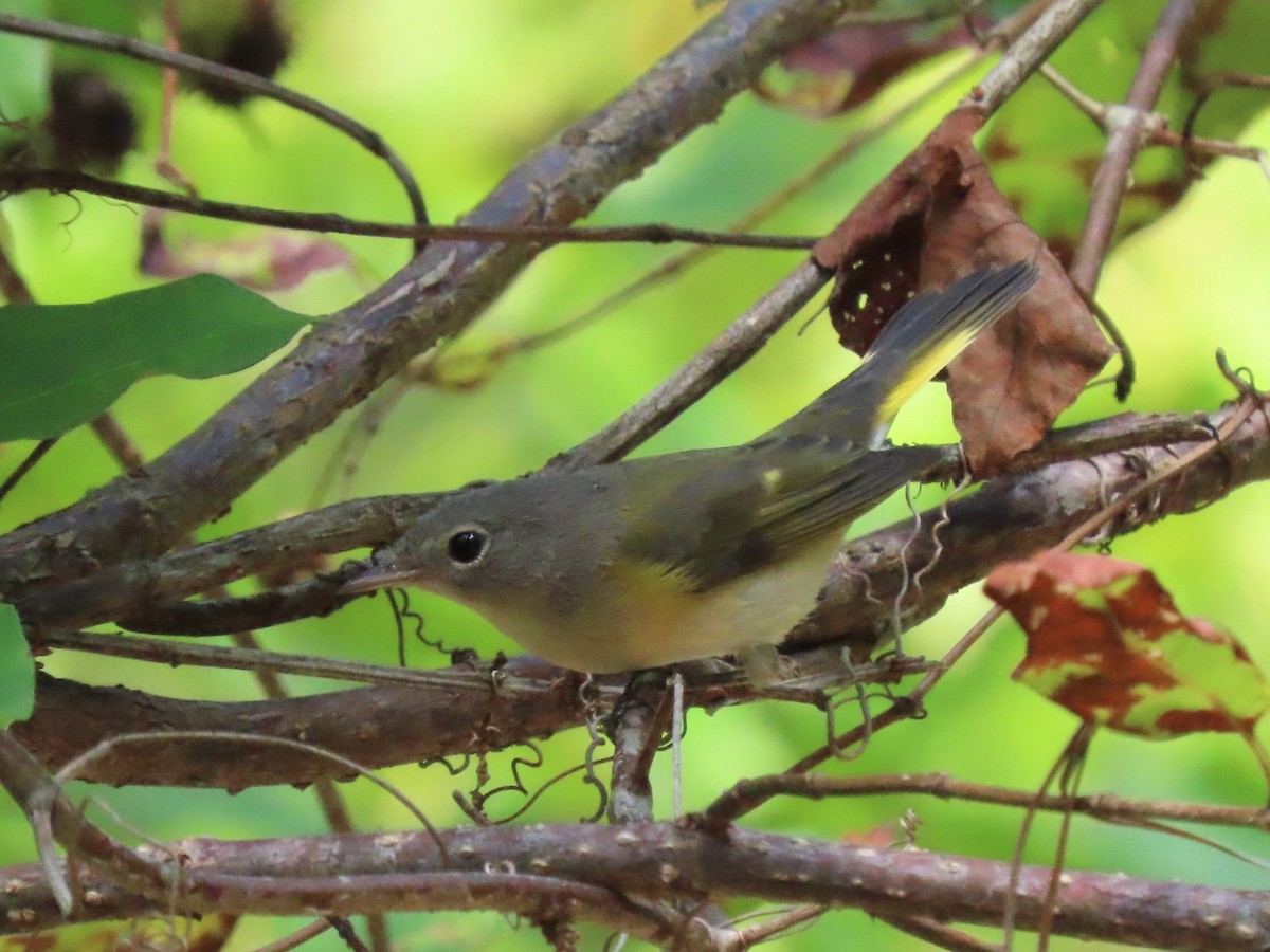 American Redstart - ML624274779