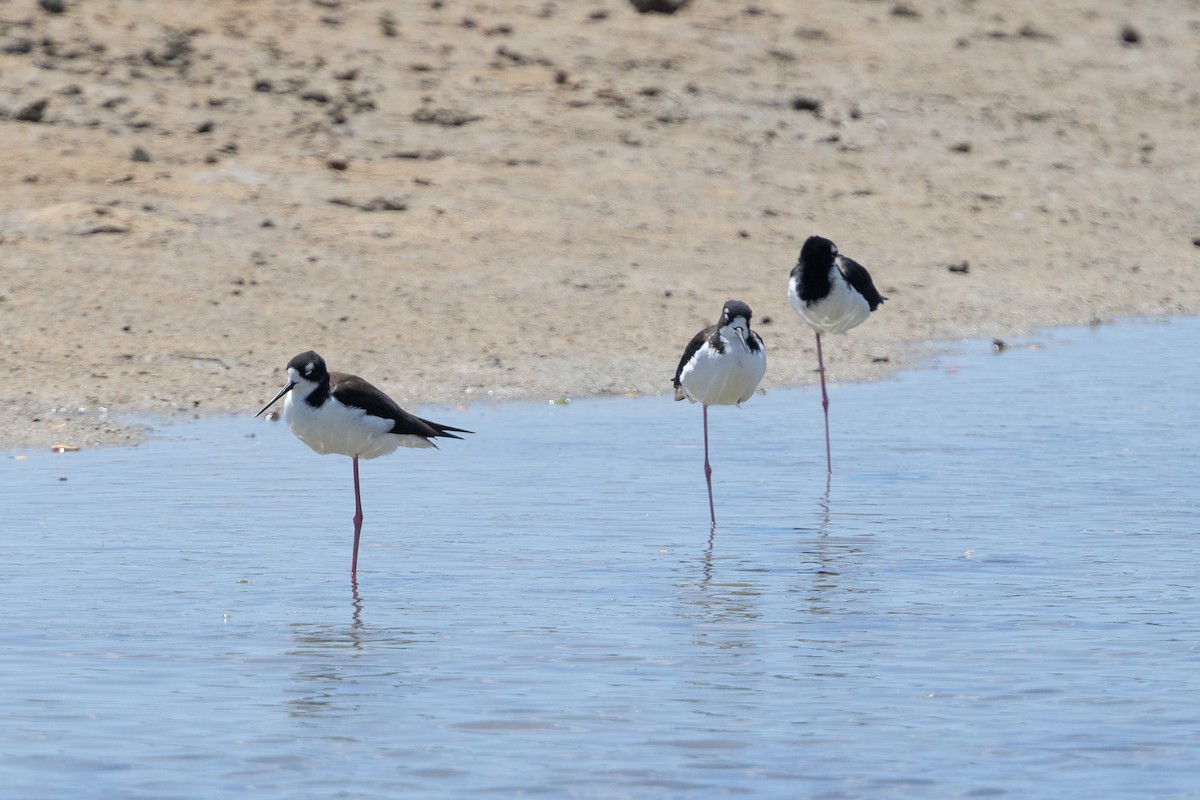 Black-necked Stilt (Hawaiian) - ML624274838