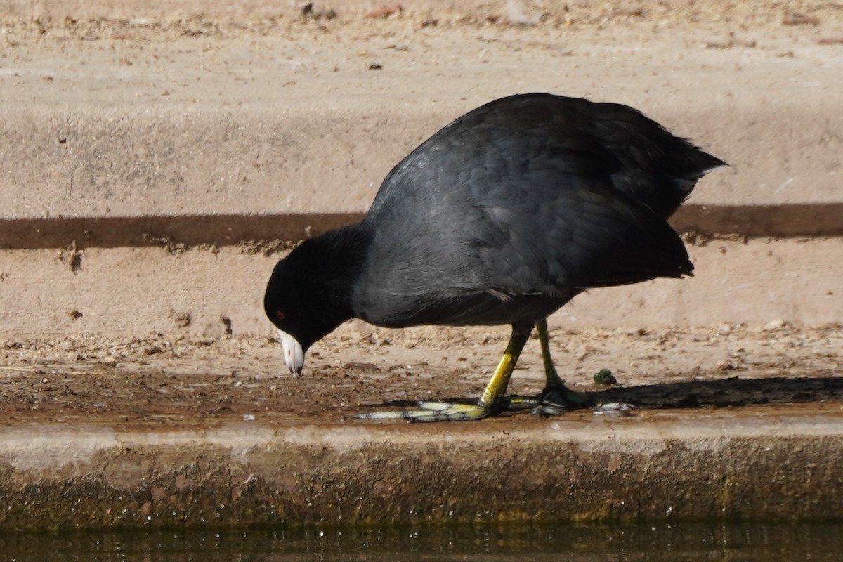 American Coot - ML624274876