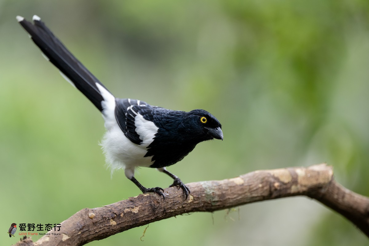 Magpie Tanager - ML624274943