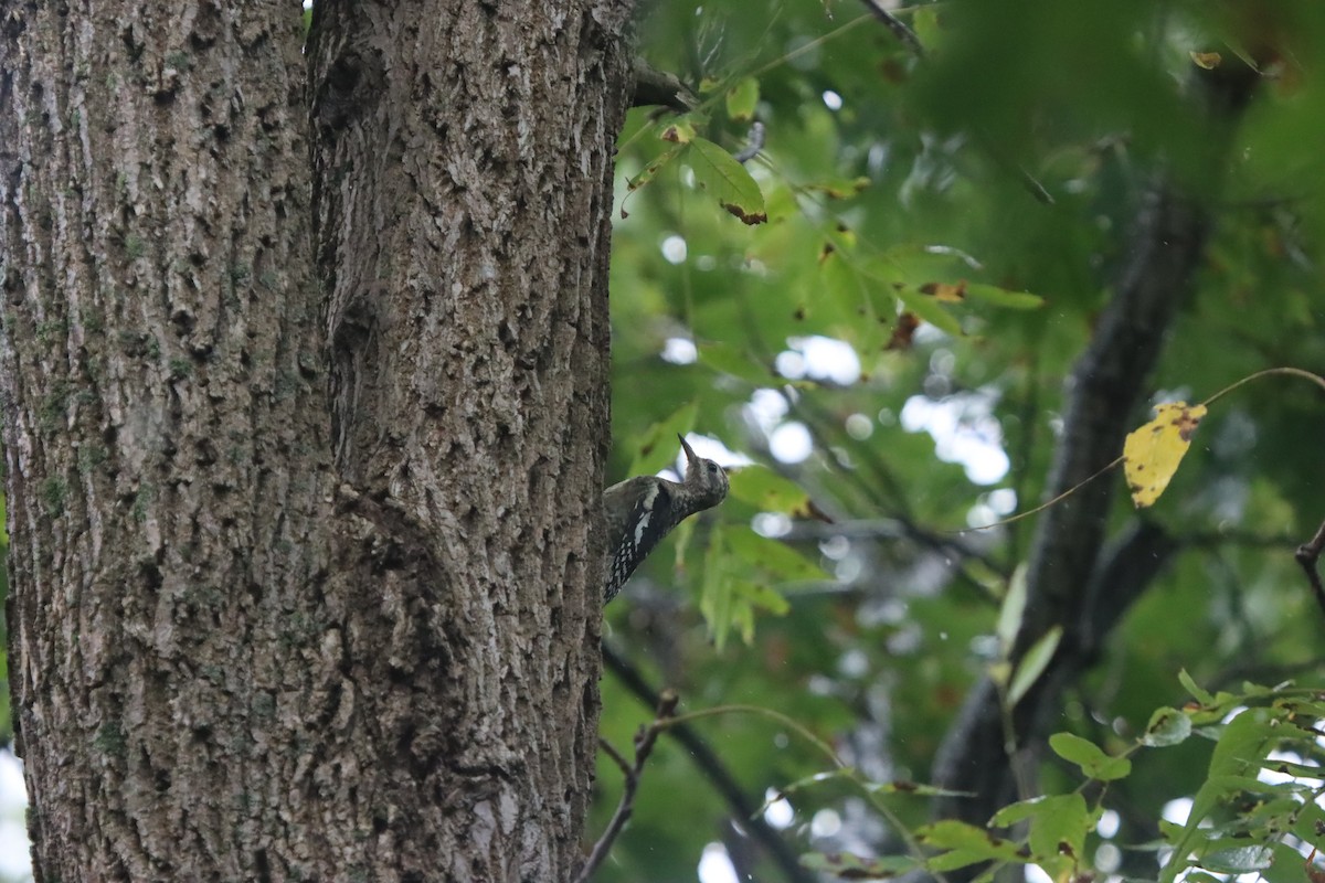 Yellow-bellied Sapsucker - ML624274977