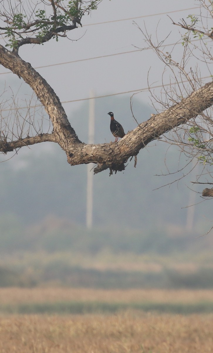 Black Francolin - ML624275013