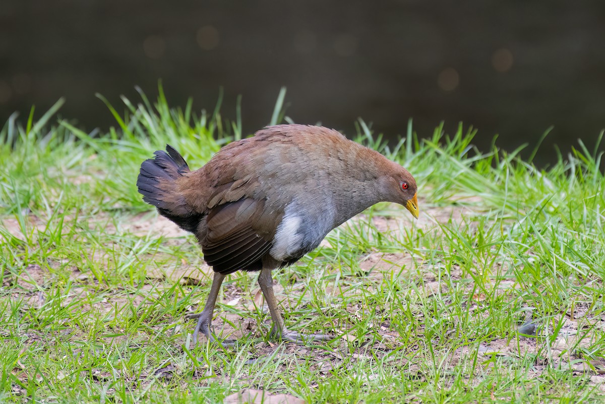 Tasmanian Nativehen - ML624275184