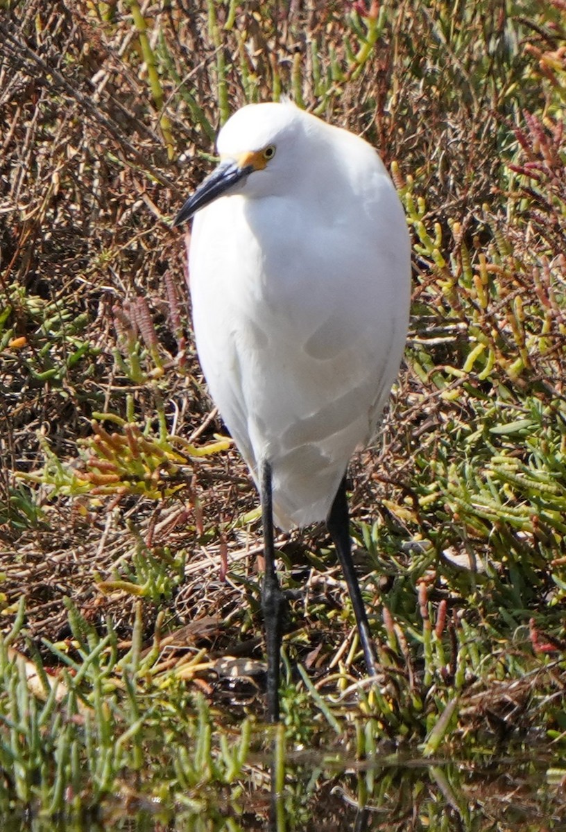 Snowy Egret - ML624275197