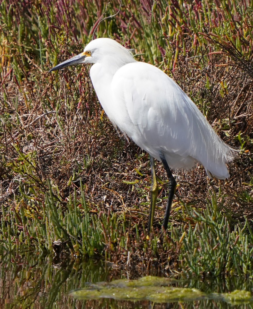 Snowy Egret - ML624275199