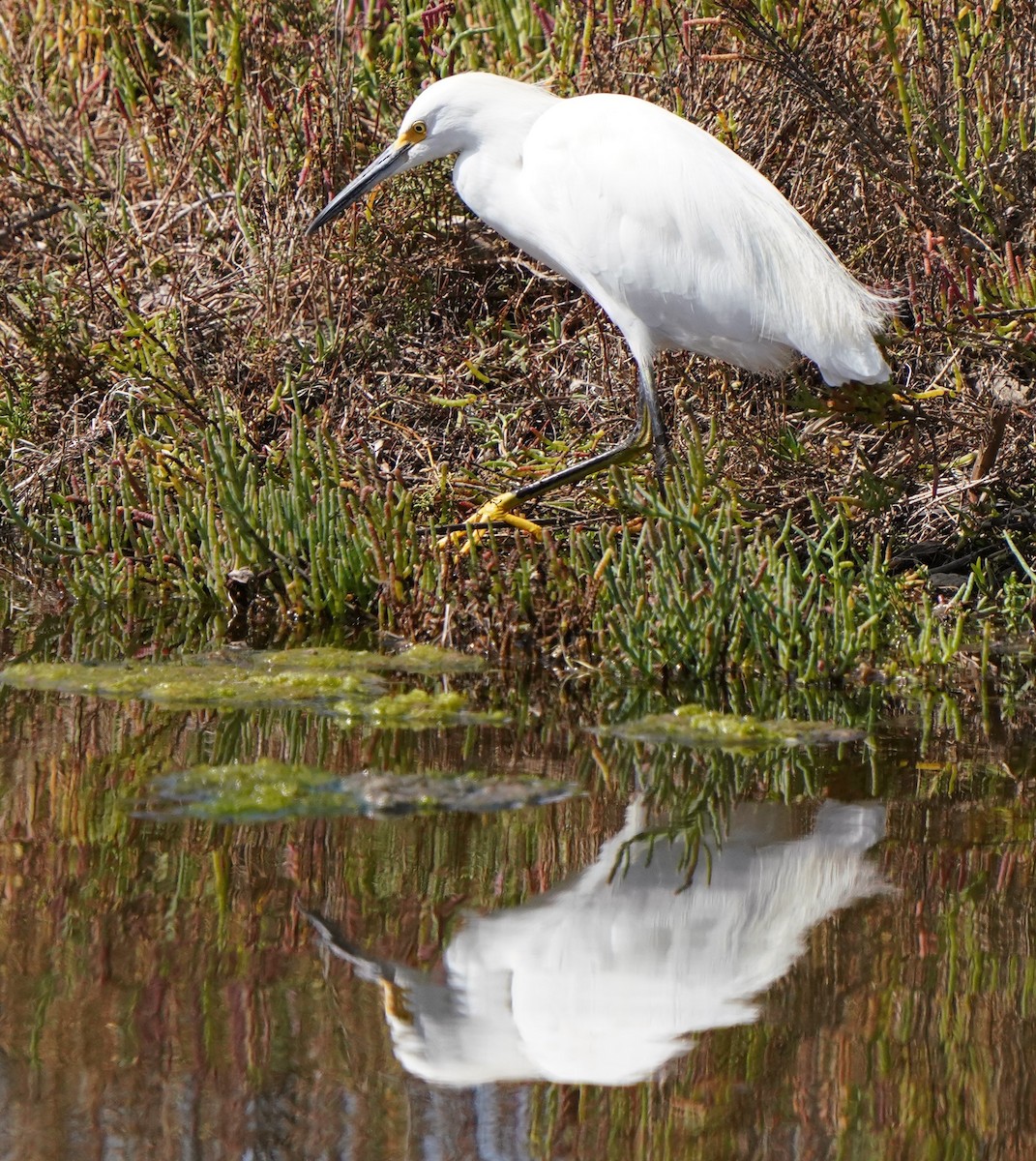 Snowy Egret - ML624275200