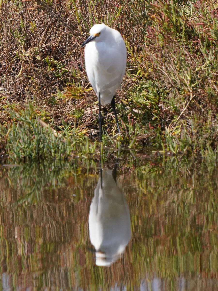 Snowy Egret - ML624275202