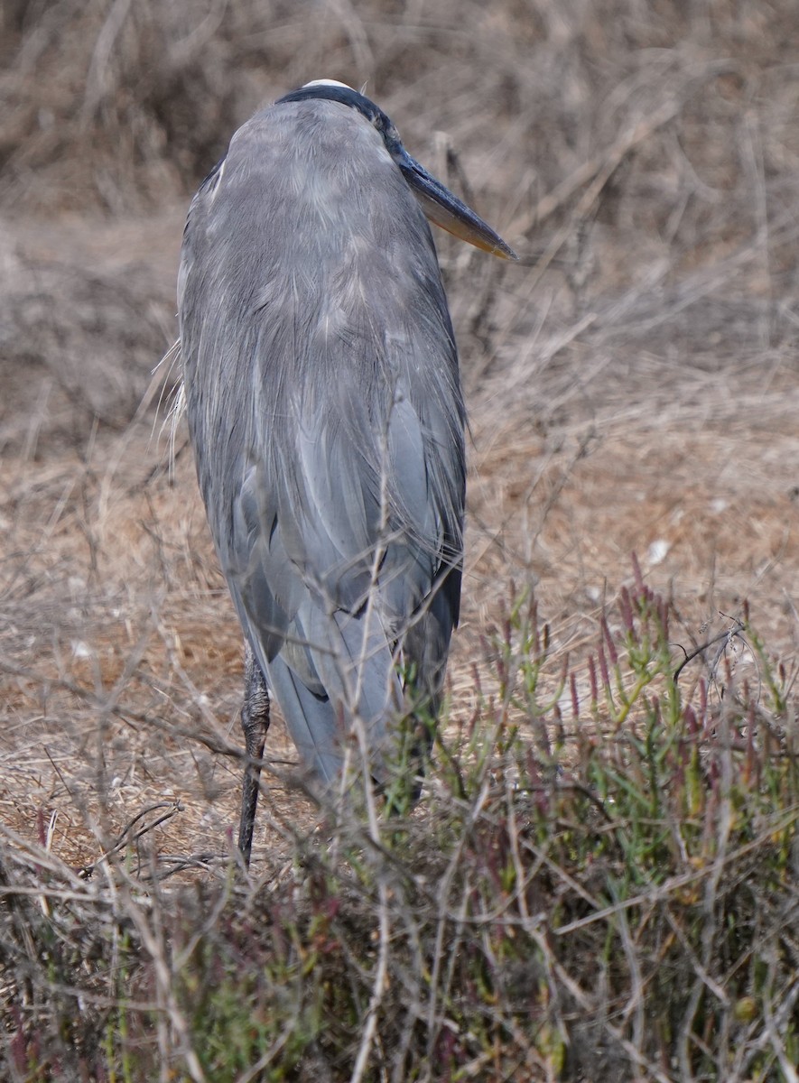 Great Blue Heron - ML624275255