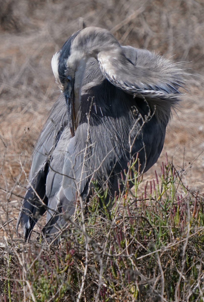 Great Blue Heron - Richard Block