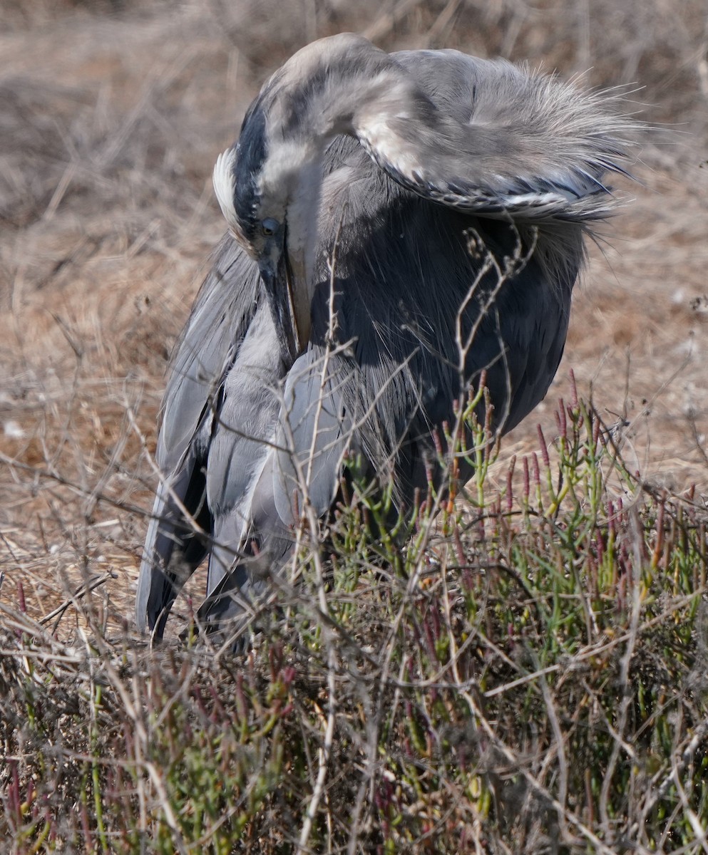 Great Blue Heron - Richard Block