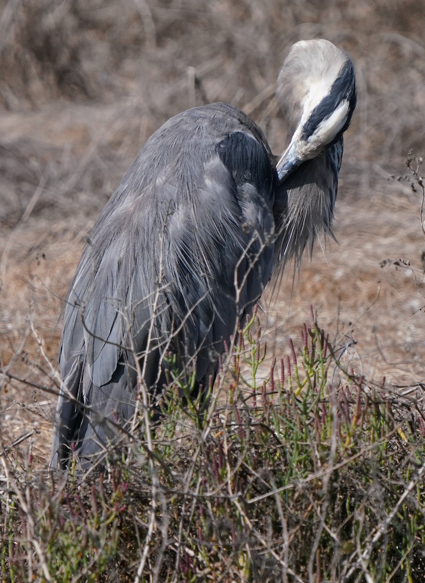 Great Blue Heron - ML624275258