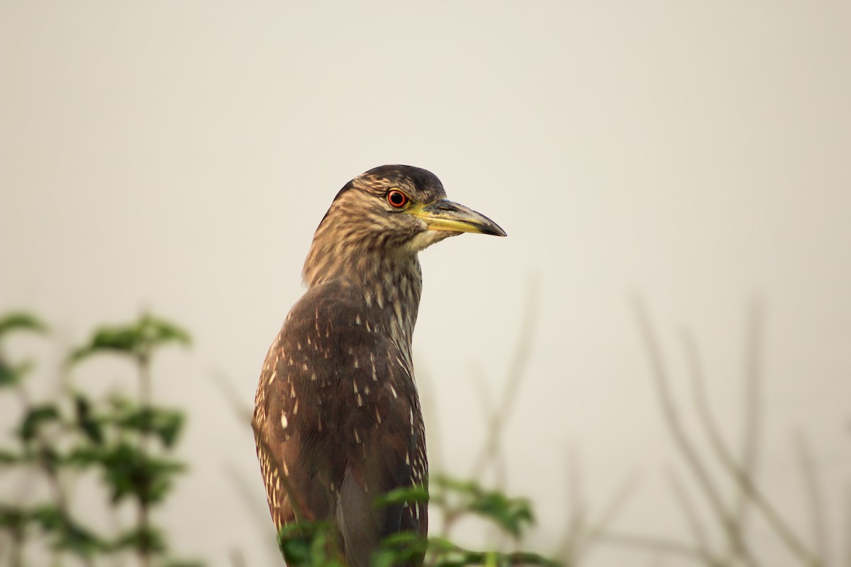 Black-crowned Night Heron - ML624275271