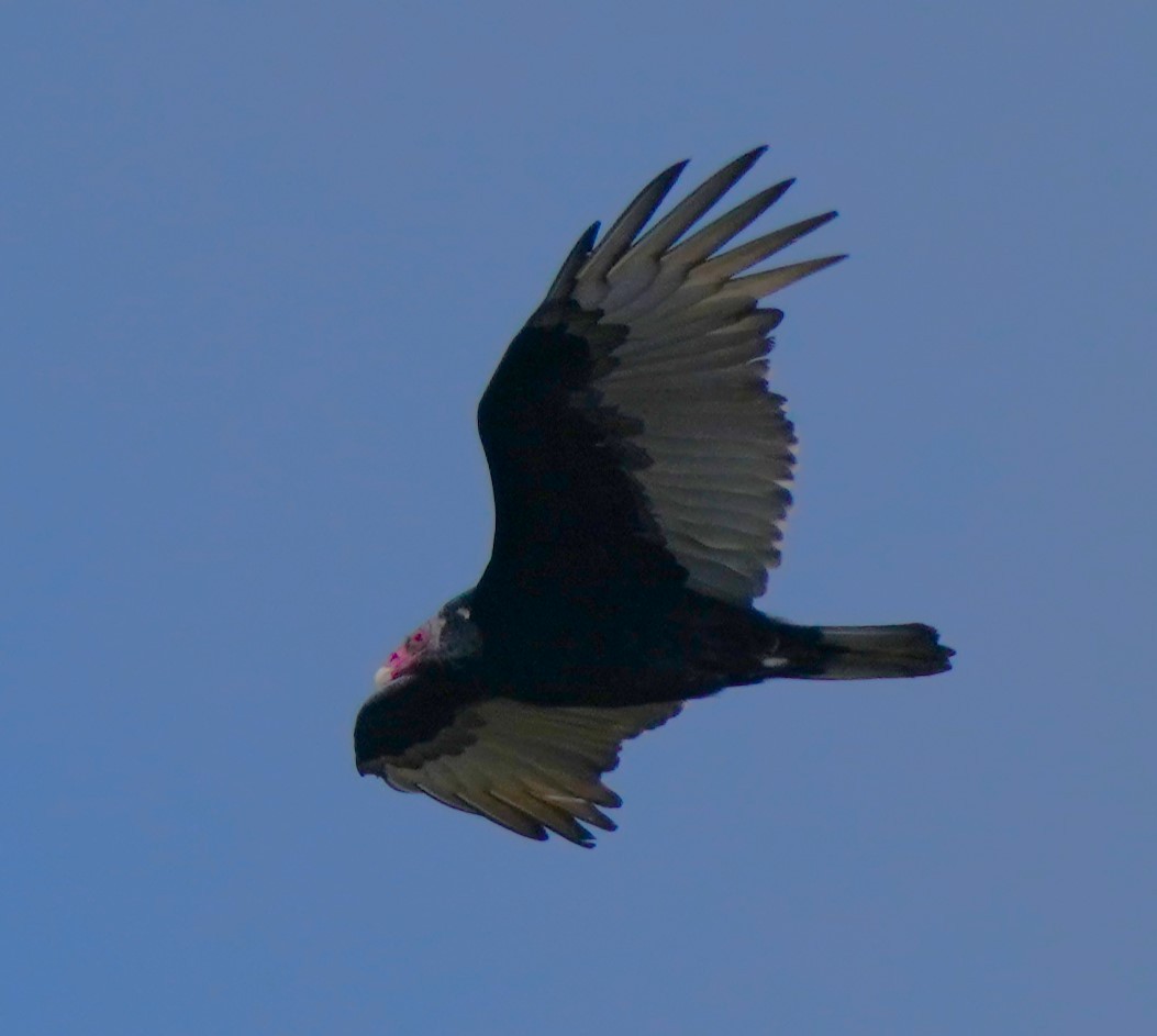 Turkey Vulture - ML624275272