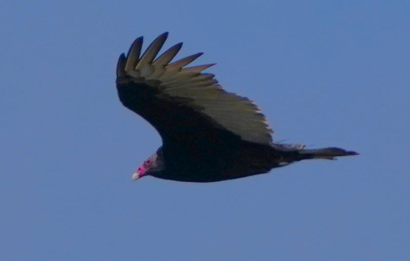 Turkey Vulture - ML624275273