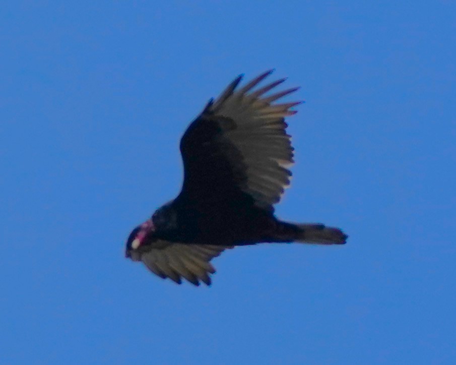 Turkey Vulture - ML624275274