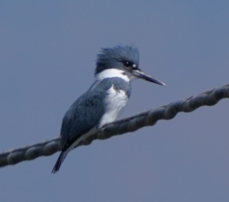 Belted Kingfisher - ML624275284