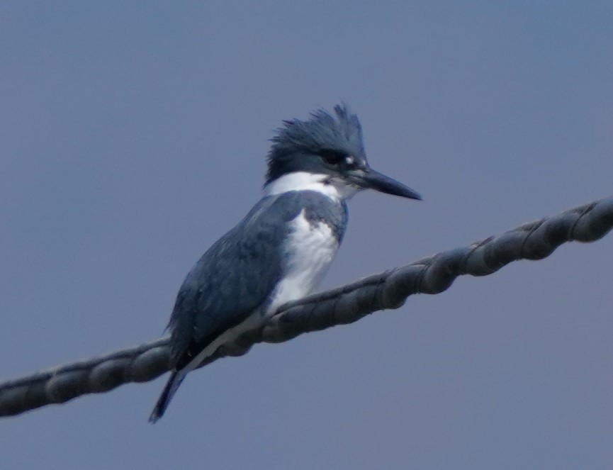 Belted Kingfisher - ML624275285