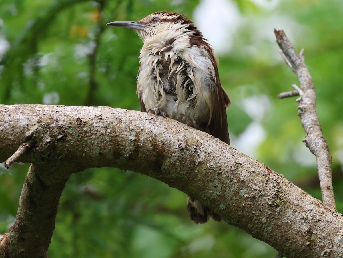 Bicolored Wren - ML624275292