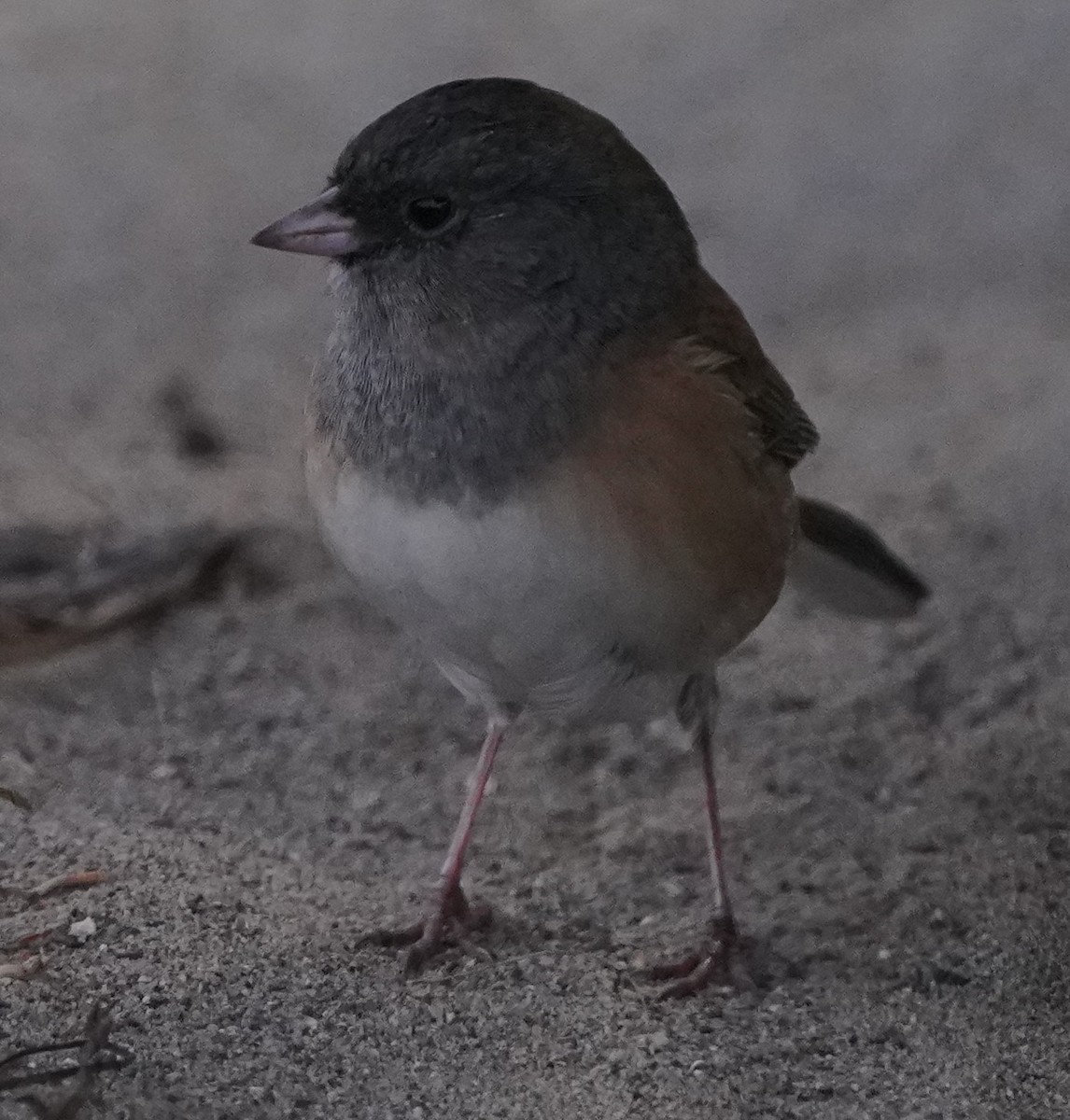 Dark-eyed Junco - ML624275300