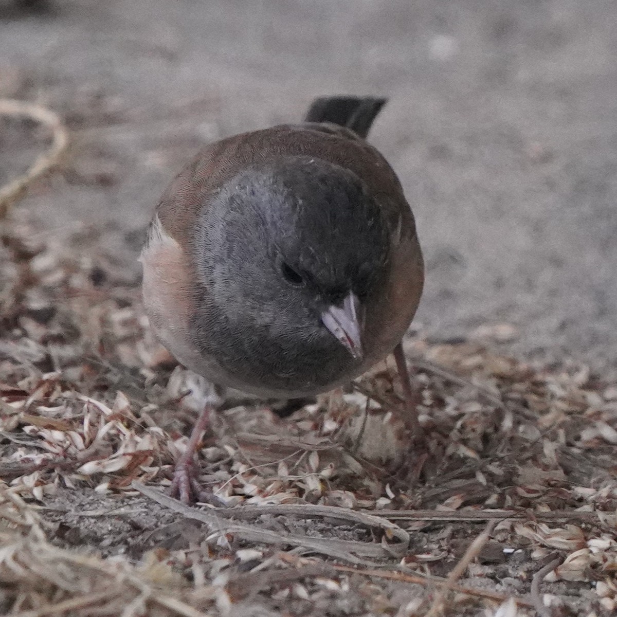 Dark-eyed Junco - ML624275301