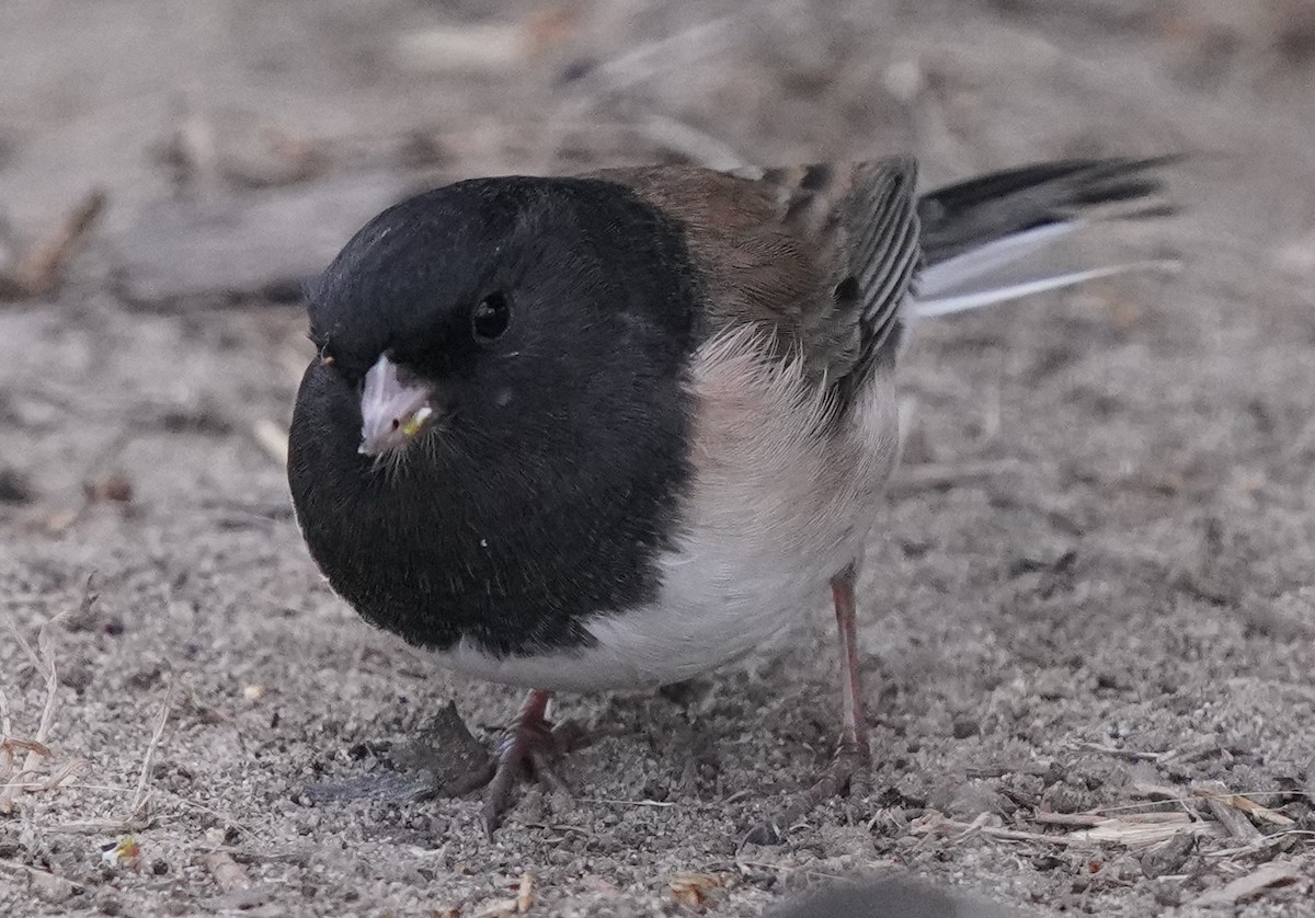 Dark-eyed Junco - ML624275302