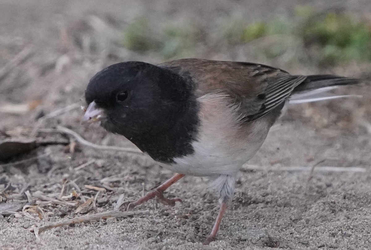 Dark-eyed Junco - ML624275303