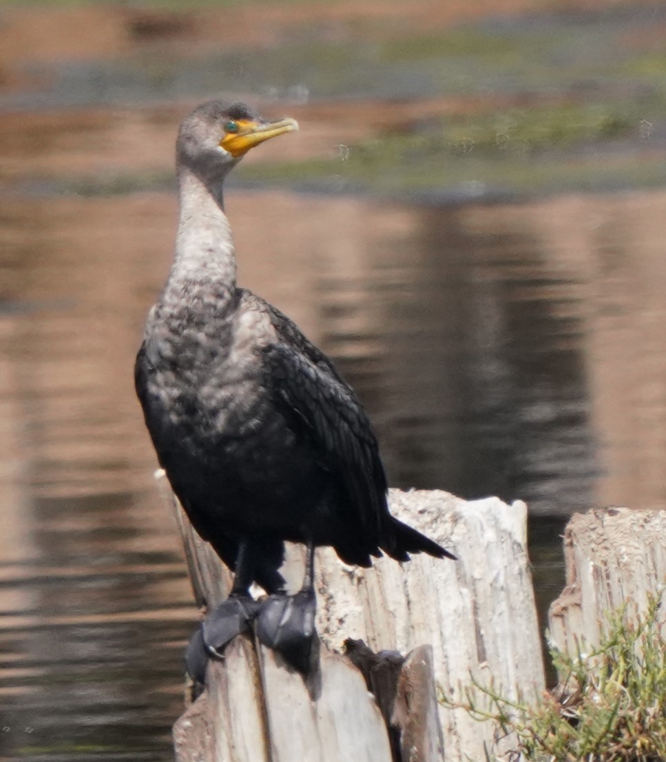 Double-crested Cormorant - ML624275312