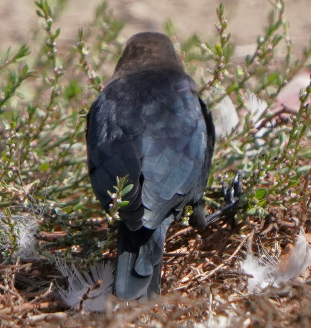 Brown-headed Cowbird - Richard Block