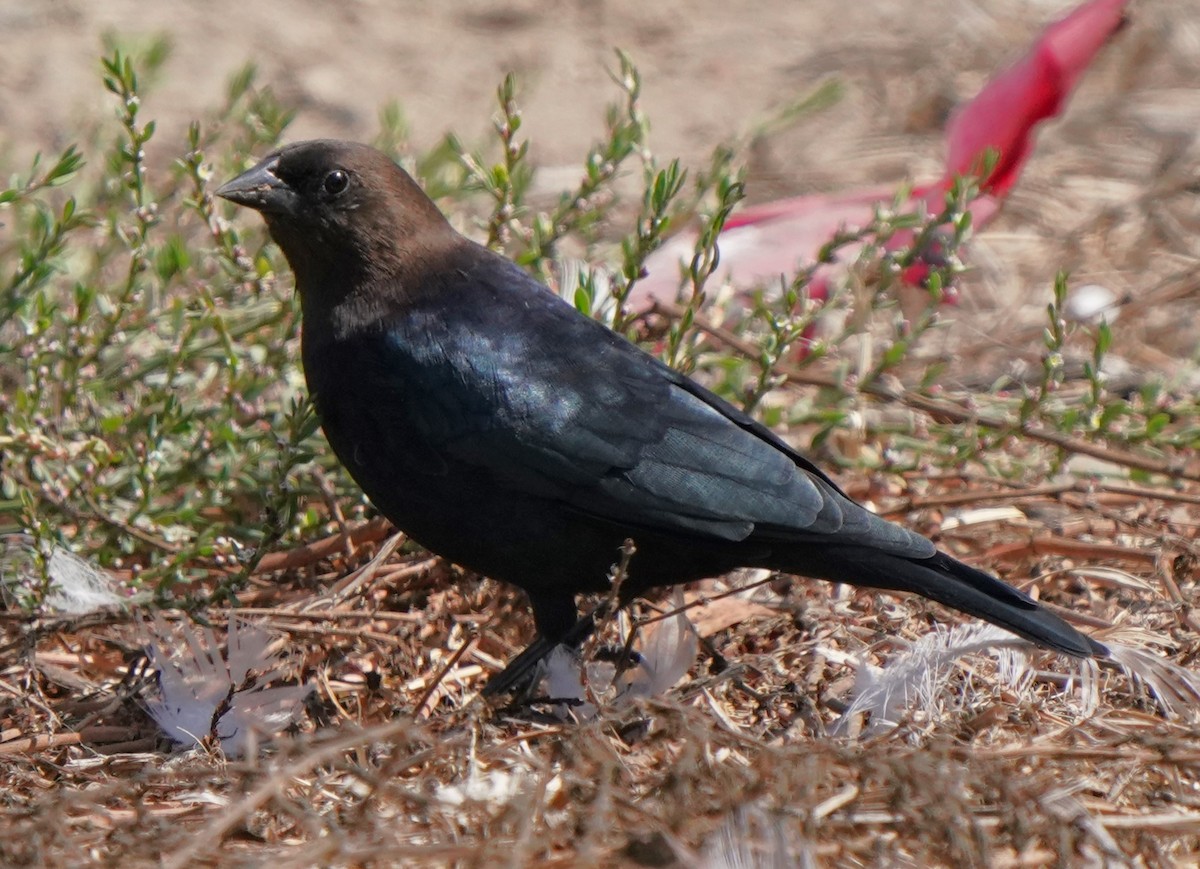 Brown-headed Cowbird - Richard Block