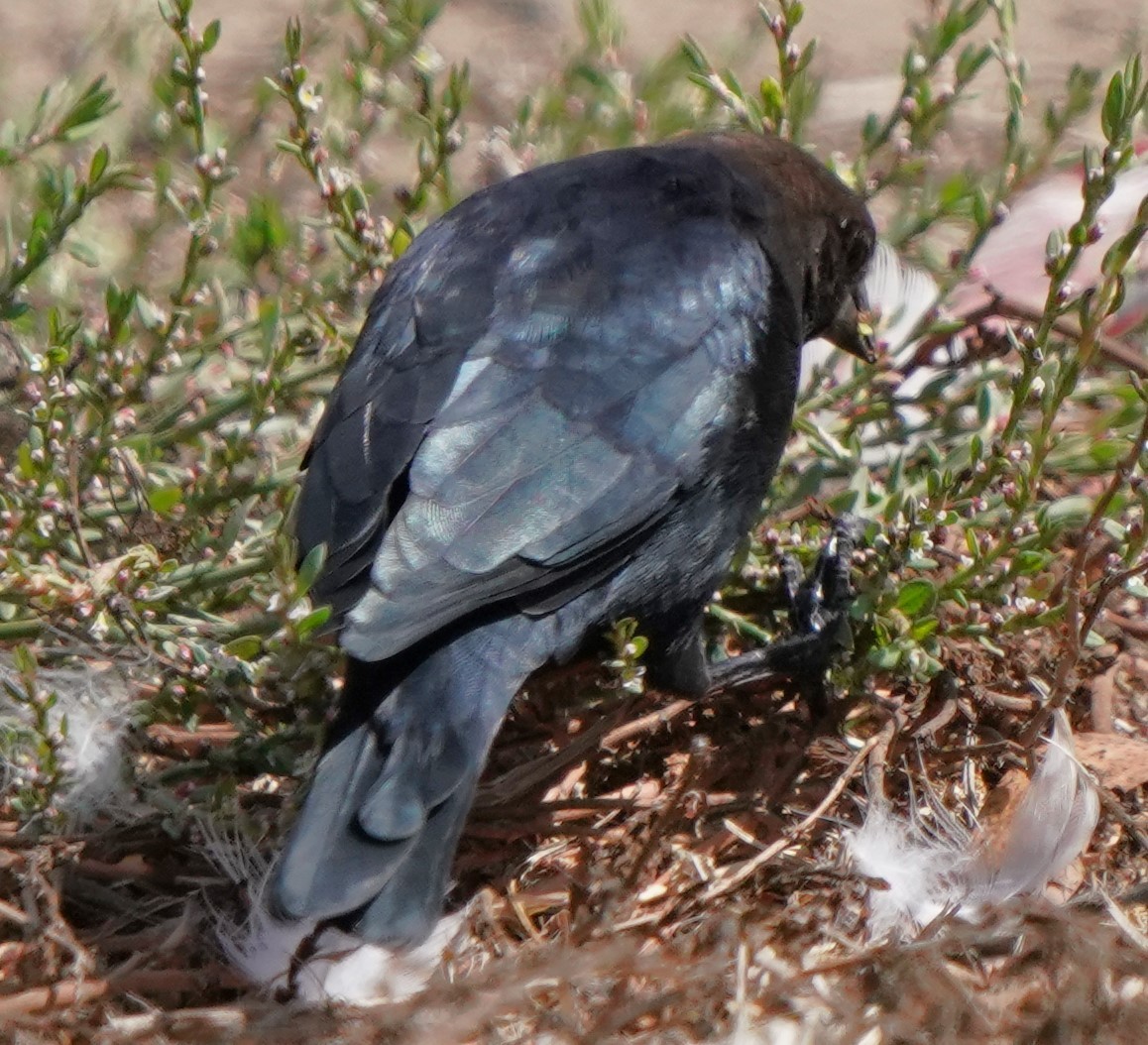 Brown-headed Cowbird - ML624275337