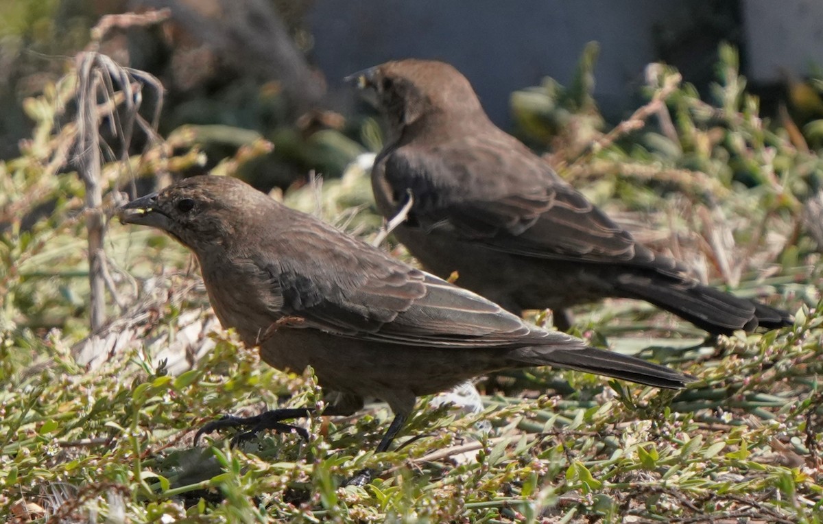 Brown-headed Cowbird - ML624275338