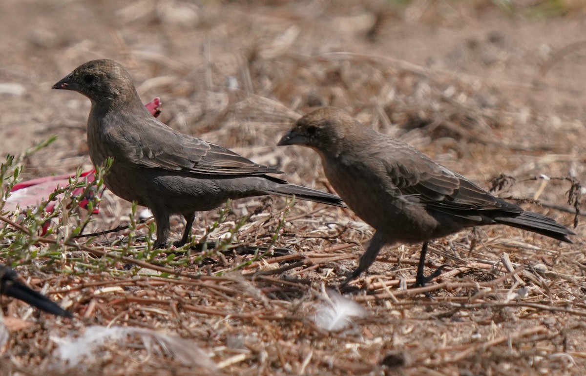 Brown-headed Cowbird - ML624275339