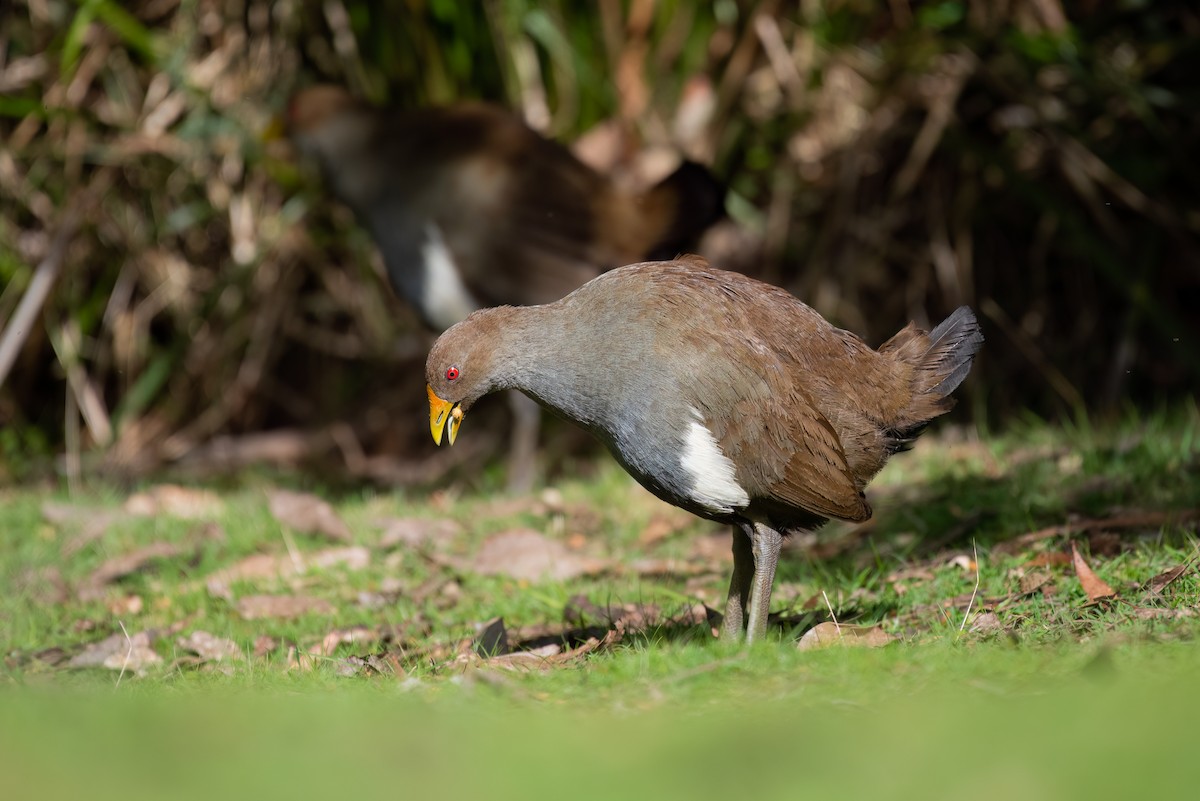 Tasmanian Nativehen - ML624275366