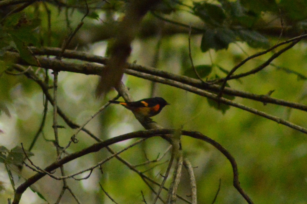 American Redstart - ML624275408
