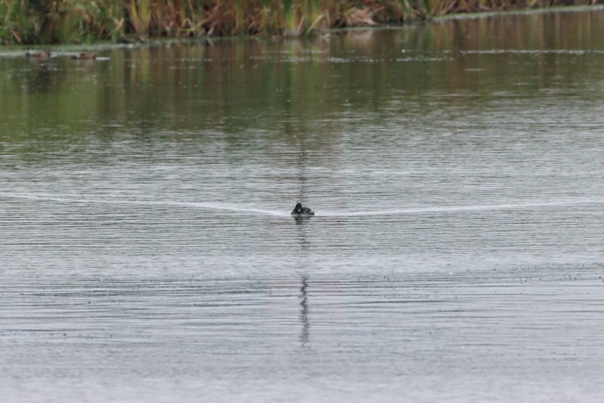 Greater Scaup - Josee Hamel