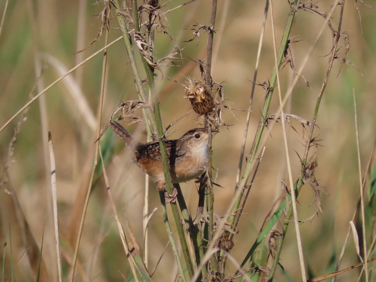 Sedge Wren - ML624275538