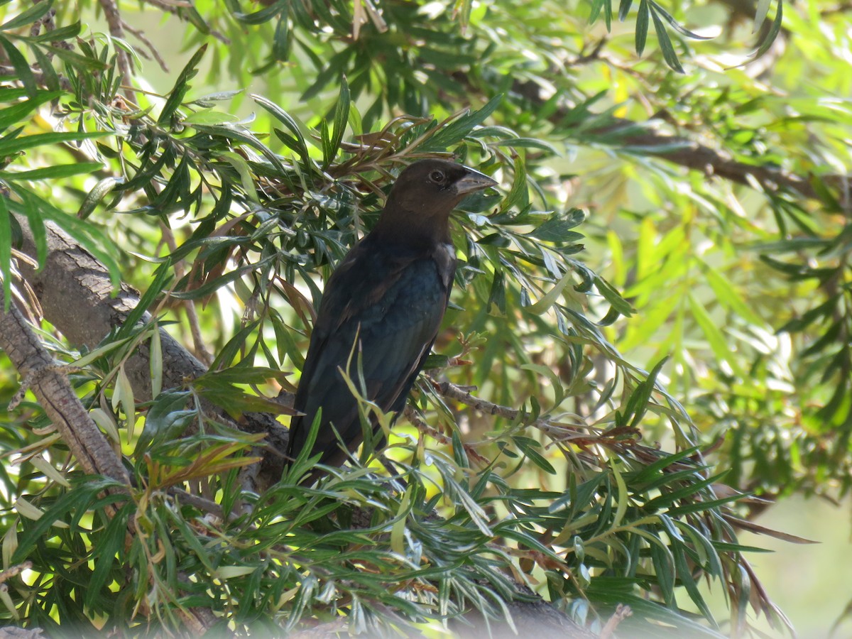 コウウチョウ - ML624275564