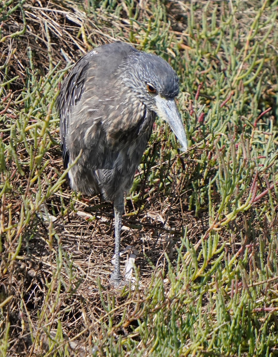 Yellow-crowned Night Heron - ML624275569