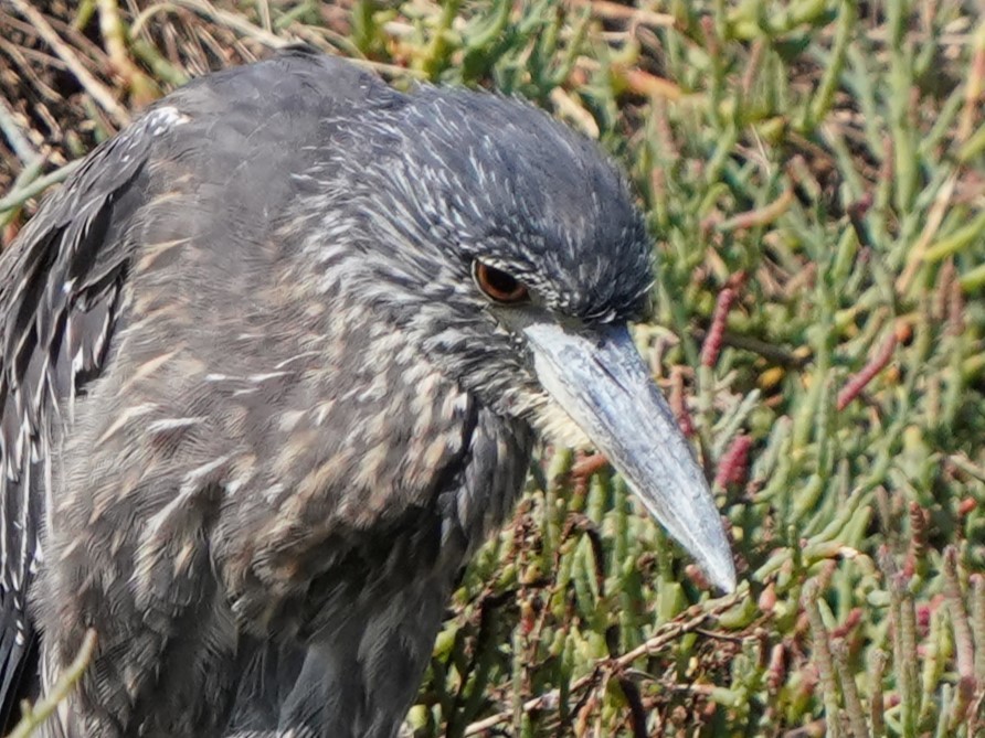 Yellow-crowned Night Heron - ML624275570