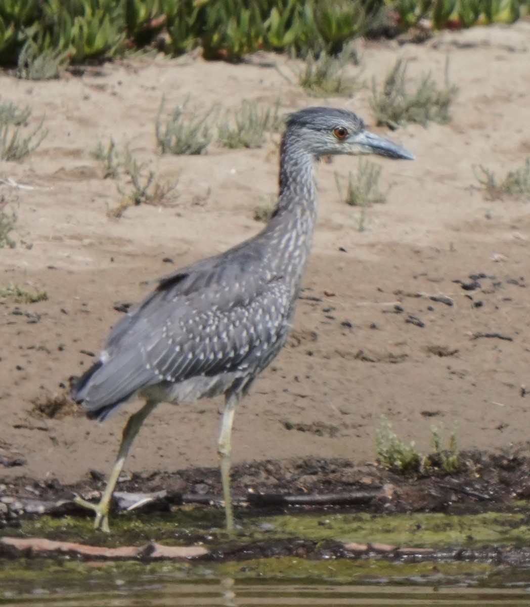 Yellow-crowned Night Heron - ML624275571