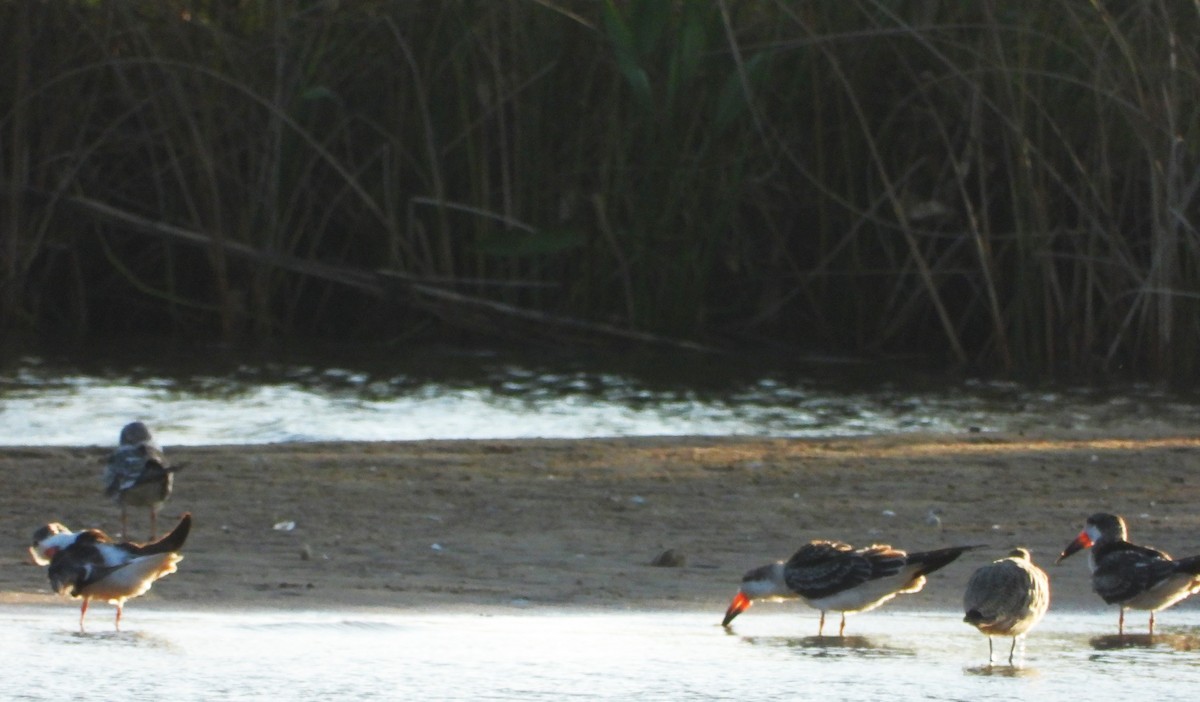 Black Skimmer - ML624275579