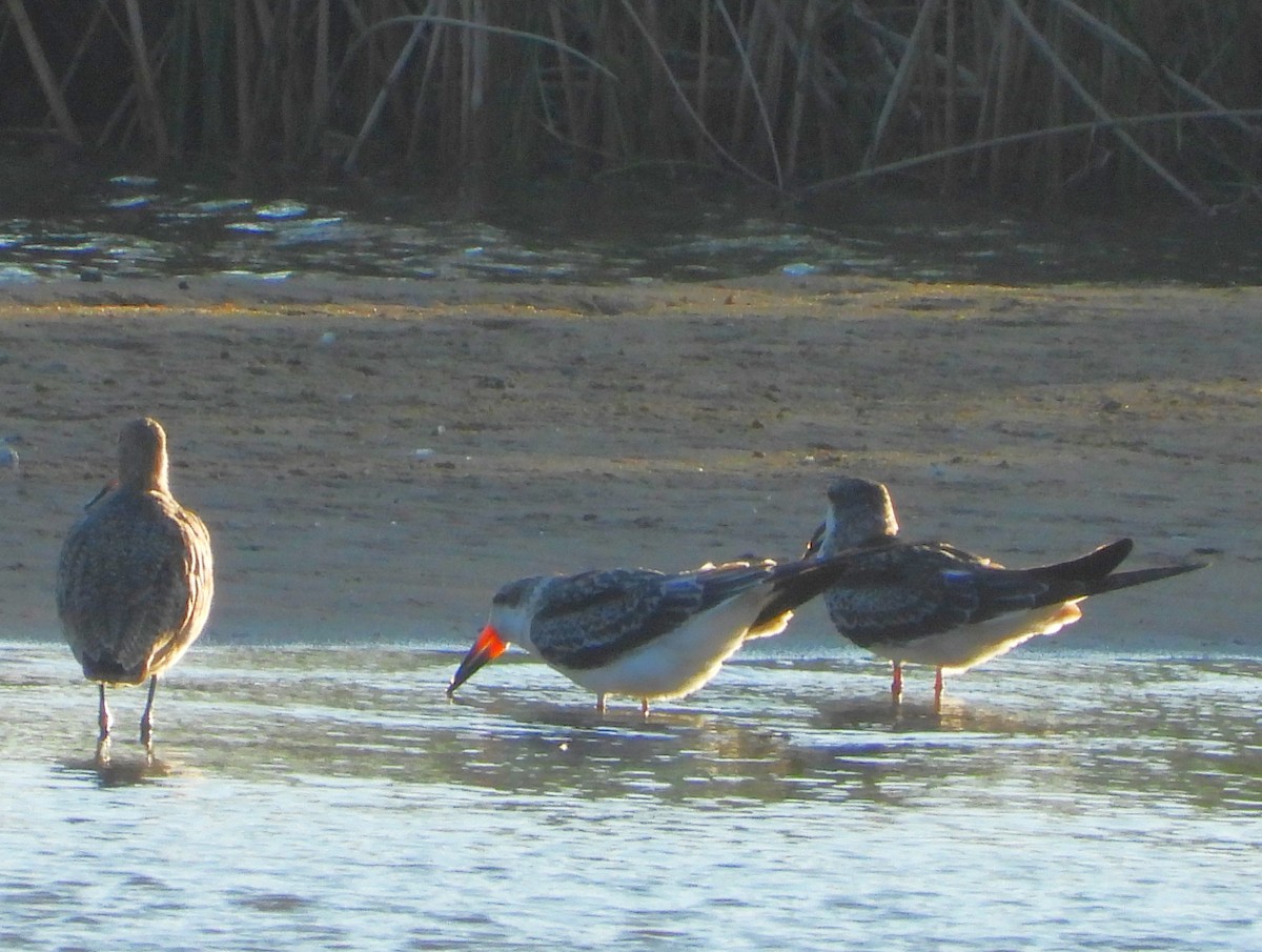 Black Skimmer - ML624275580