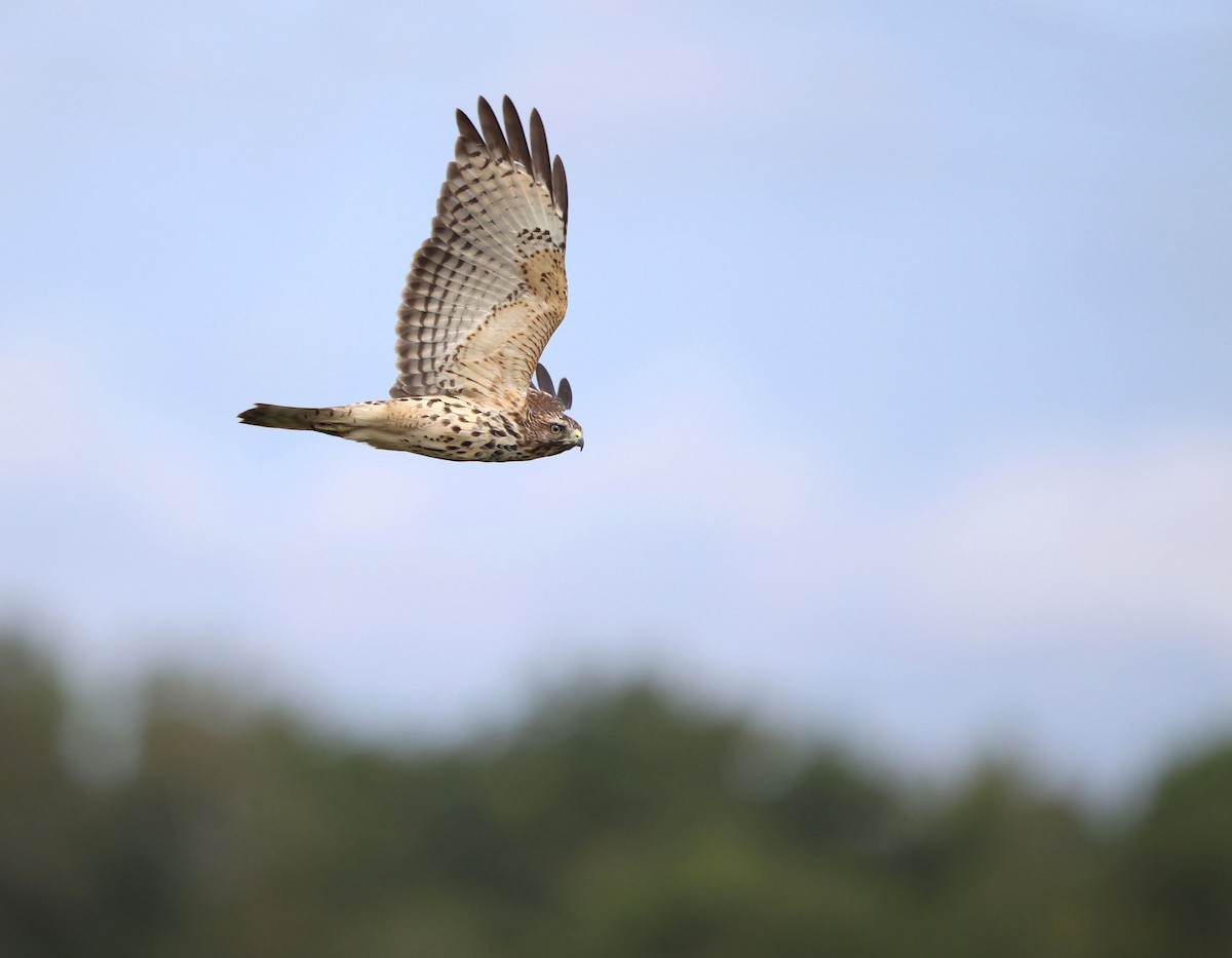 Red-shouldered Hawk (lineatus Group) - ML624275604