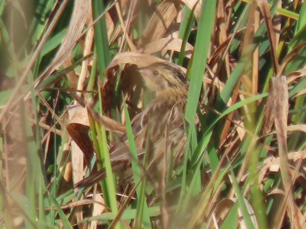 LeConte's Sparrow - ML624275605