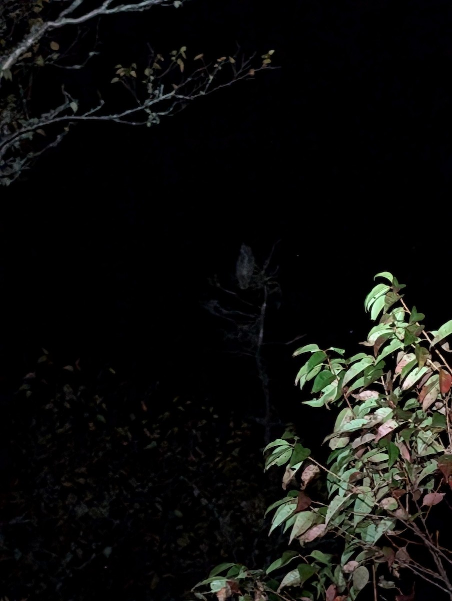 Great Horned Owl - ML624275620